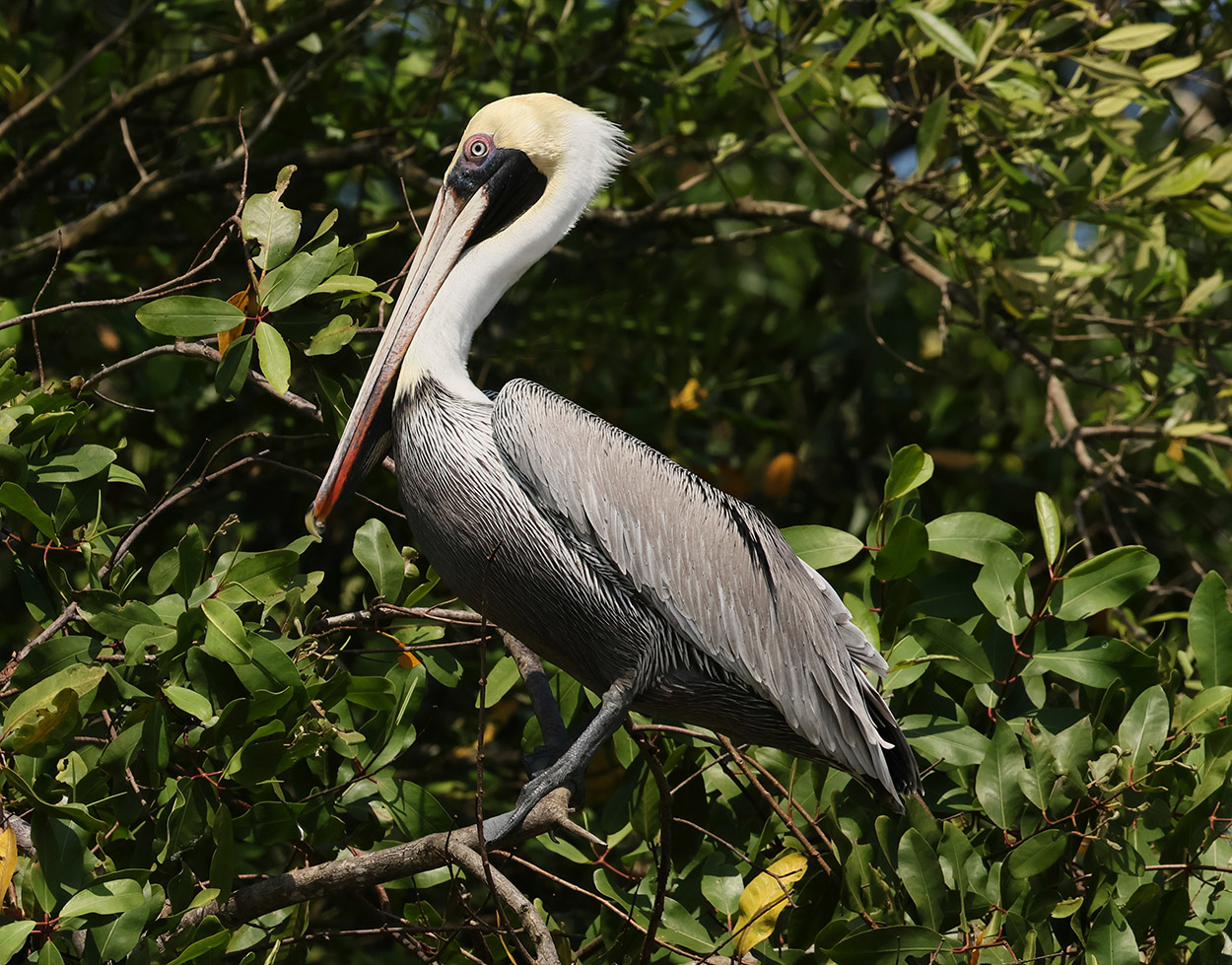 Pelican