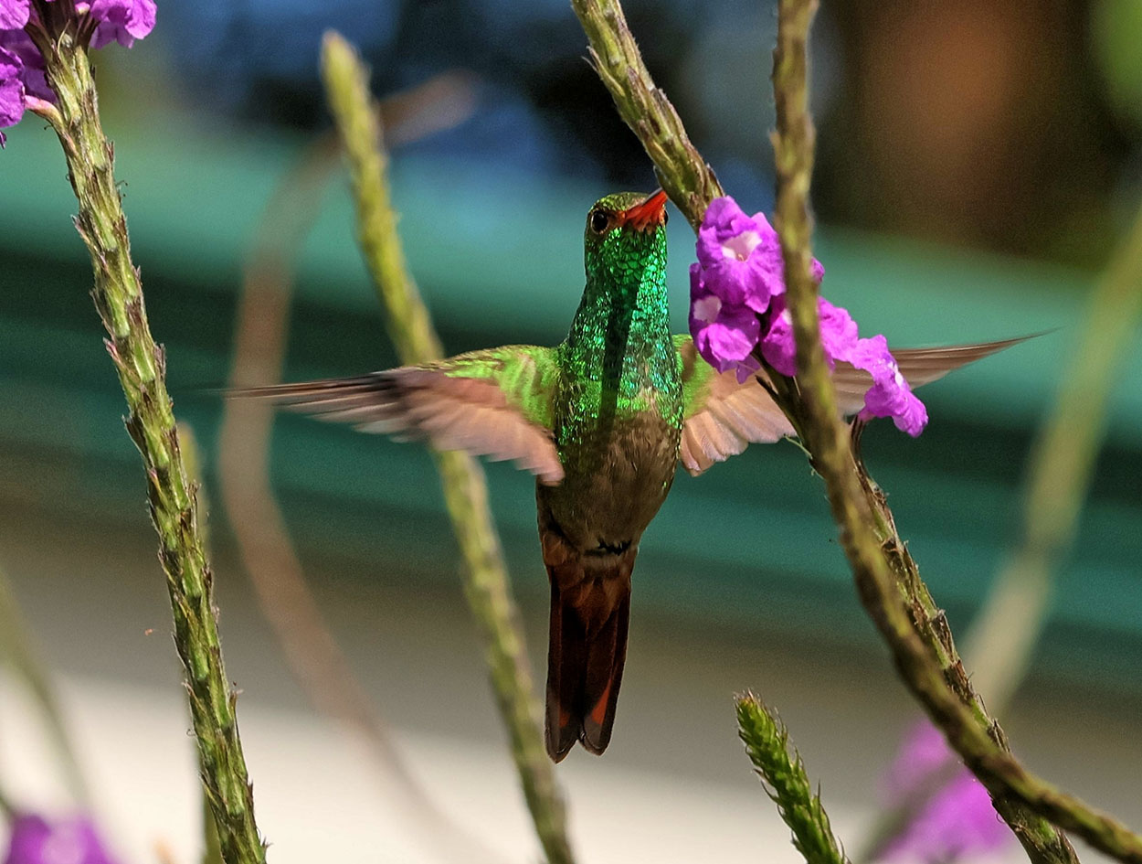 Hummingbird