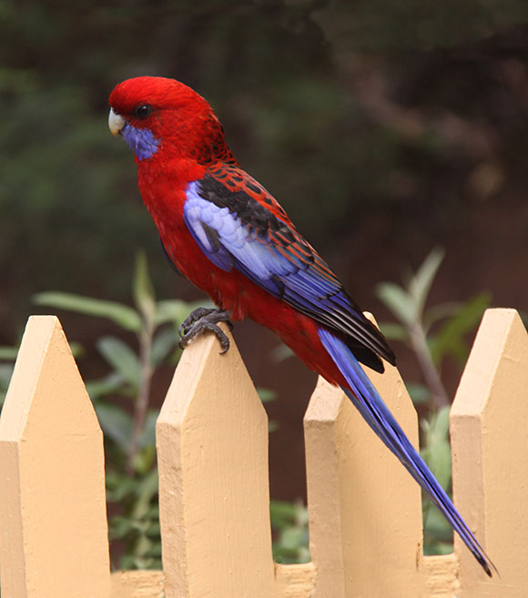 Crimson rosella parrot