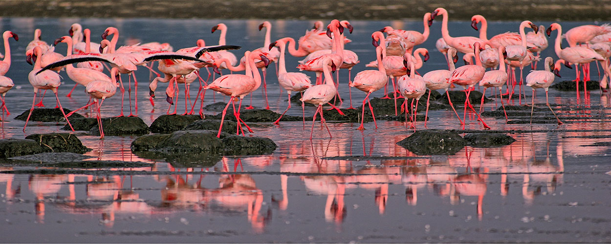 Flamingos-Kenya