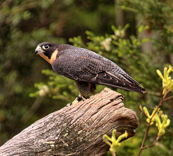 New Zeland Falcon