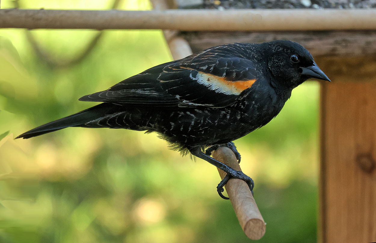 Red-winged Blackbird