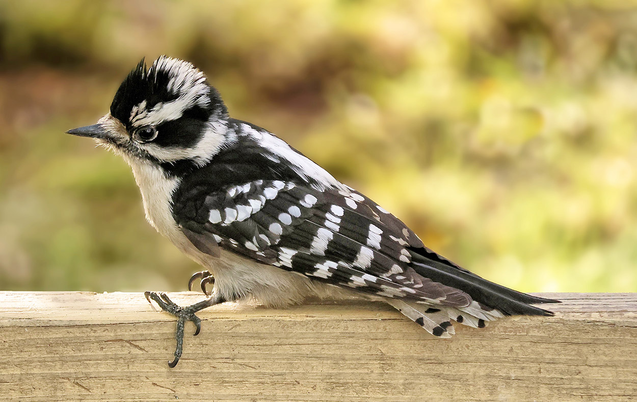 Woodpecker