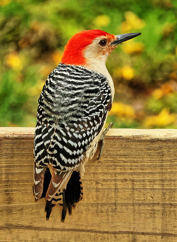 Woodpecker