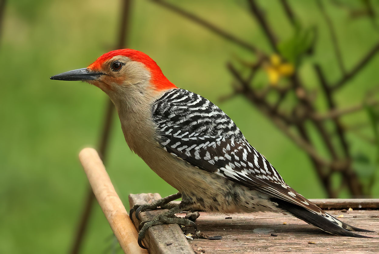 Woodpecker